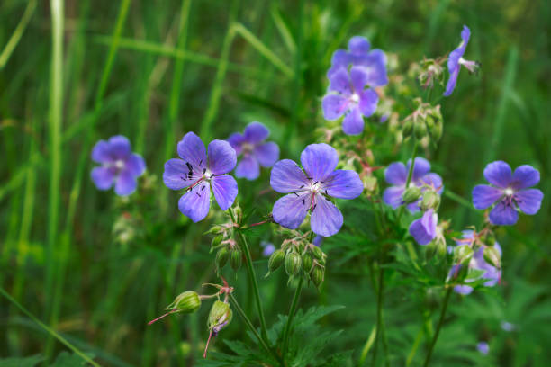 istock Beautiful forest flower Geranium pratense, the meadow crane's-bill, meadow geranium 1254196438