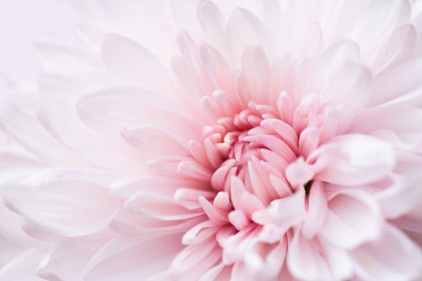 istock beautiful single chrysanthemum, top view, extreme macro image. 1254196478
