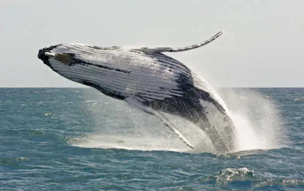 Photo of Jumping humpback whale off the east coast of australia