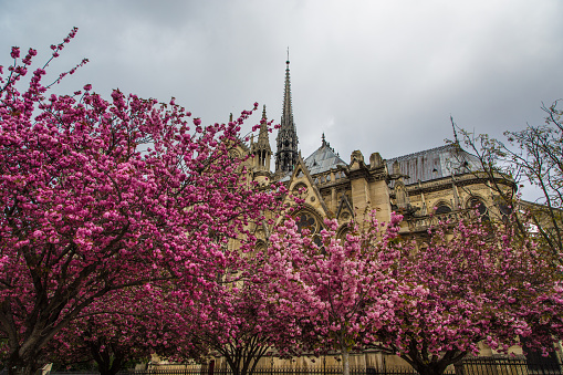 Beautiful spring view of a cathedral and flower blossoms