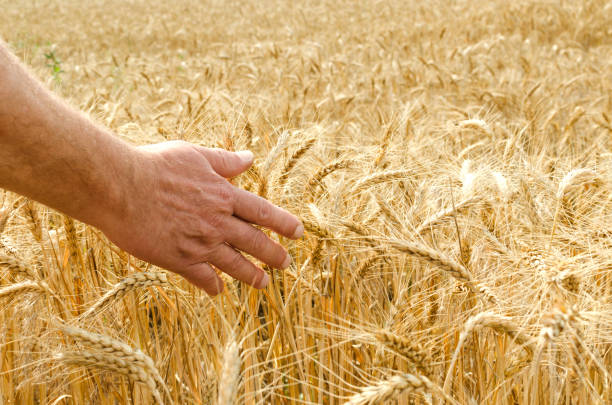 мужская рука касаясь спелых и золотых стеблей пшеницы в поле - human hand merchandise wheat farmer стоковые фото и изображения