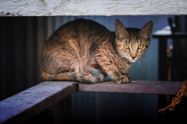 istock Stray adolescent cat takes shelter 1254198495