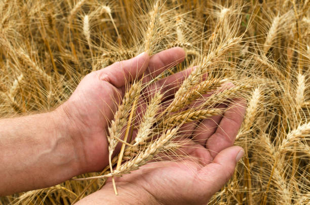 крупным планом кучи спелой пшеницы в мужских руках против поля - human hand merchandise wheat farmer стоковые фото и изображения