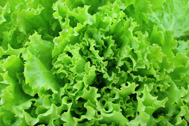 istock texture of green gentilina salad 1254199341
