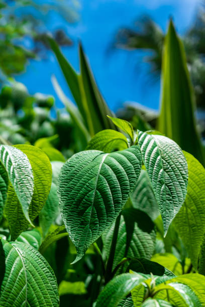 istock Mussaenda esquirolii 1254199942
