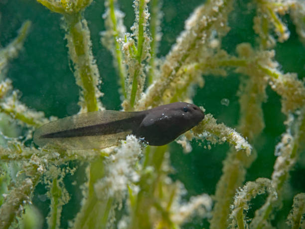 toad tadpole, erdkröten kaulquappe (bufo bufo) - golden algae stock-fotos und bilder