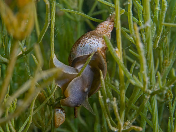 istock Great pond snail, Spitzschlammschnecke (Lymnaea stagnalis) 1254202229