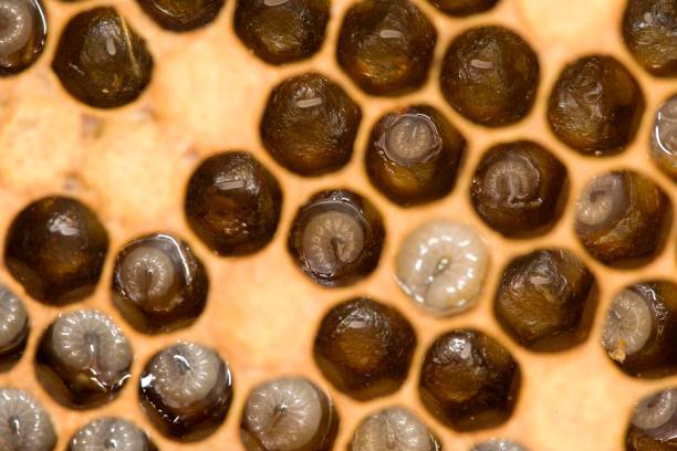 istock Honey Bee, apis mellifera, Larvae on Brood Comb, Bee Hive in Normandy 1254202865