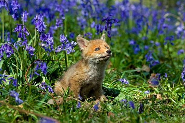 istock Red Fox, vulpes vulpes, Pup with Blue Flowers, Normandy 1254202924