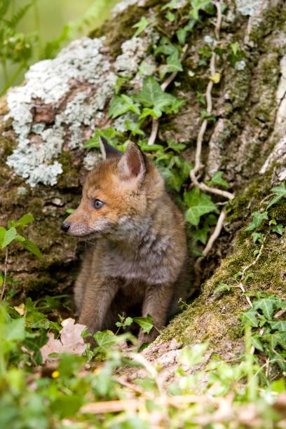 istock Red Fox, vulpes vulpes, Pup standing at Den entrance, Normandy 1254202934