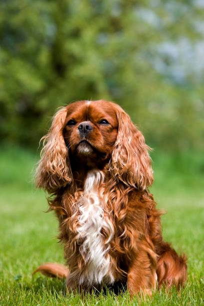 istock Cavalier King Charles Spaniel, Male sitting on Lawn 1254202957