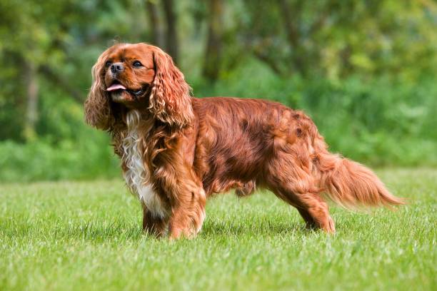 istock Cavalier King Charles Spaniel, Male standing on Lawn 1254202960