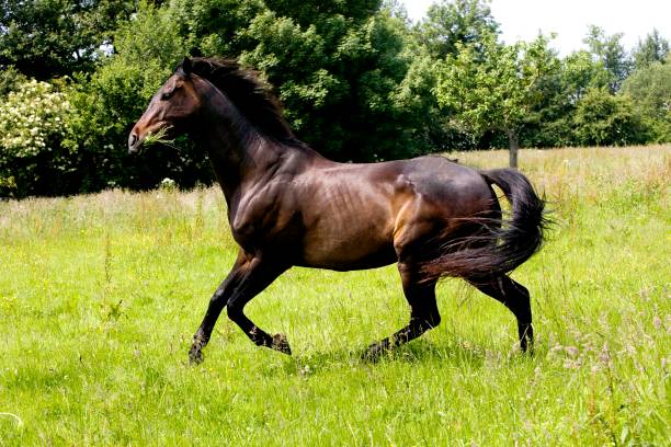 istock English Thoroughbred standing, Galloping through meadow 1254203107