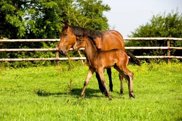 istock French Trotter, Mare with Foal Trotting through Paddock, Normandy 1254203108