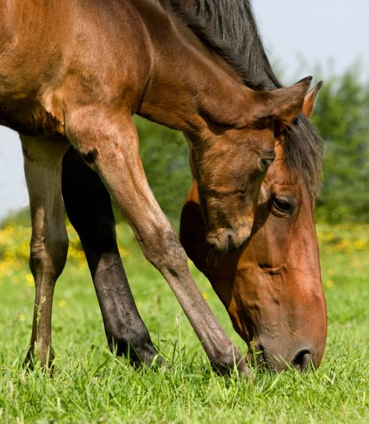 istock French Trotter, Mare with Foal eating Grass in Paddock, Normandy 1254203110