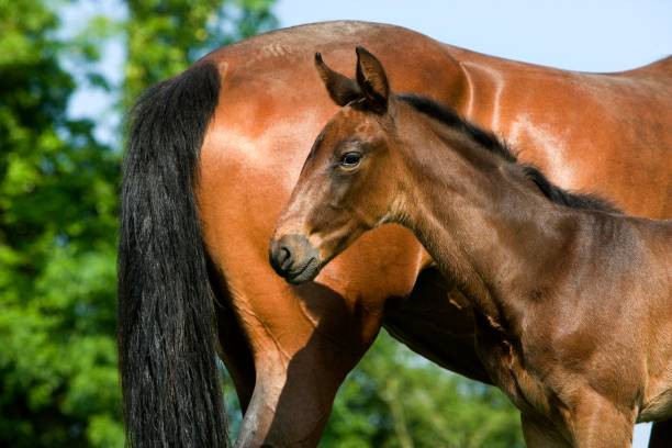 istock French Trotter, Mare with Foal standing in Paddock, Normandy 1254203195