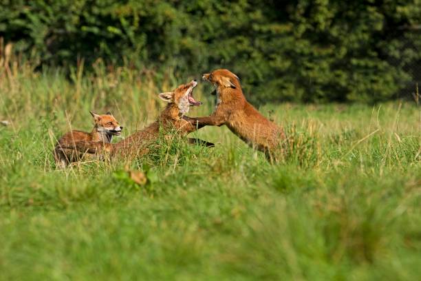 istock Red Fox, vulpes vulpes, Adults Fighting, Normandy 1254203267