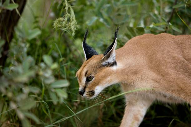 Caracal, caracal caracal, Adult Caracal, caracal caracal, Adult caracal photos stock pictures, royalty-free photos & images