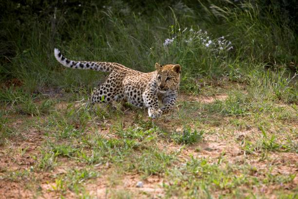 istock Leopard, panthera pardus, 4 months old Cub running, Namibia 1254203303