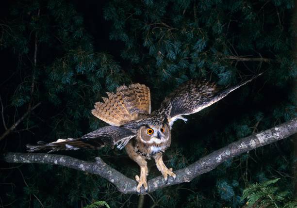 istock European Eagle Owl, bubo bubo, Adult in Flight, Taking off from Branch 1254203402
