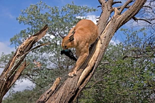 Caracal, caracal caracal, Adult with a Kill, a Cape Glossy-starling, lamprotornis nitens, Namibia Caracal, caracal caracal, Adult with a Kill, a Cape Glossy-starling, lamprotornis nitens, Namibia caracal photos stock pictures, royalty-free photos & images