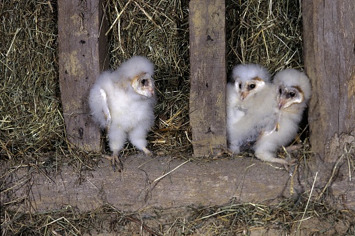 Barn Owl, tyto alba, Chicks, Attic in Normandy