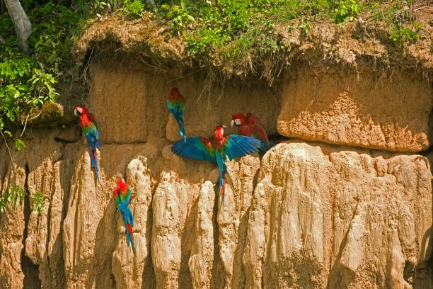 Red-and-Green Macaw, ara chloroptera, Group eating Clay, Cliff at Manu Reserve in Peru Red-and-Green Macaw, ara chloroptera, Group eating Clay, Cliff at Manu Reserve in Peru green winged macaw ara chloroptera stock pictures, royalty-free photos & images
