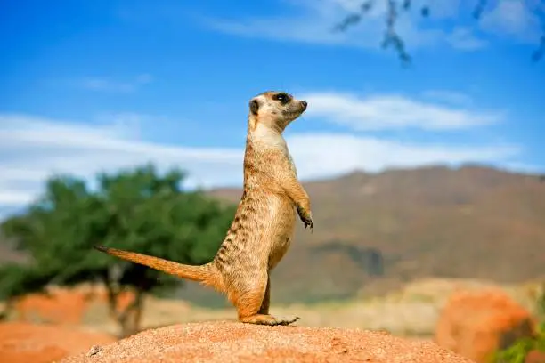 Meerkat, suricata suricatta, Adult standing on Hind Legs, Looking around, Namibia