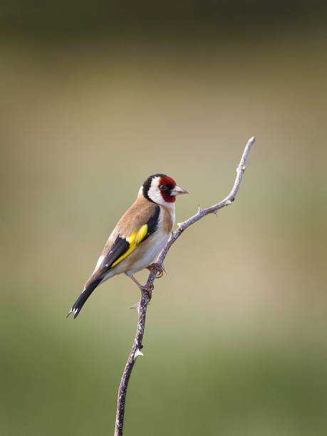 istock European Goldfinch 1254204364