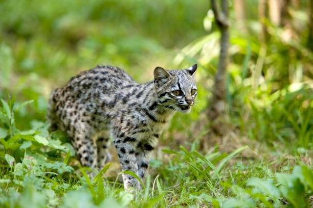 istock Tiger Cat or Oncilla, leopardus tigrinus, Adult standing in Long Grass 1254204412