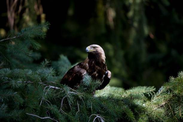 istock Imperial Eagle, aquila heliaca, Adult standing on Branch 1254204513
