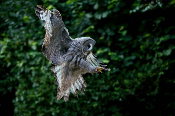 istock Great Grey Owl, strix nebulosa, Adult in Flight 1254204528