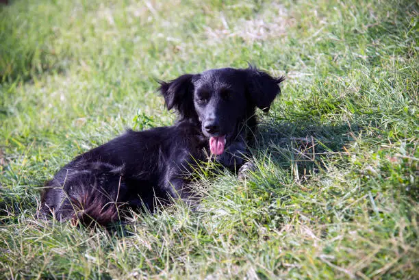 Black dog lying on green grass on a summer day