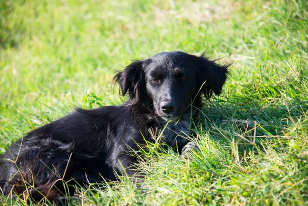 Black dog lying on green grass on a summer day