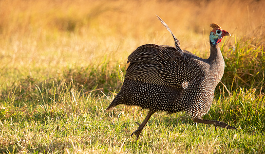 Collection of helmeted guineafowl found in Camps Bay, Cape Town - South Africa.