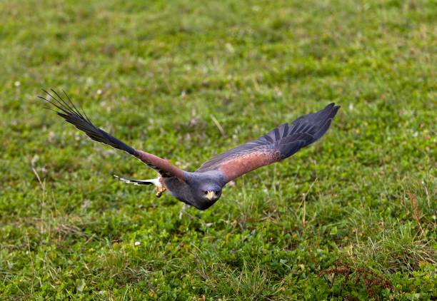 istock Harris Hawk, parabuteo unicinctus, Adult in Flight 1254204704