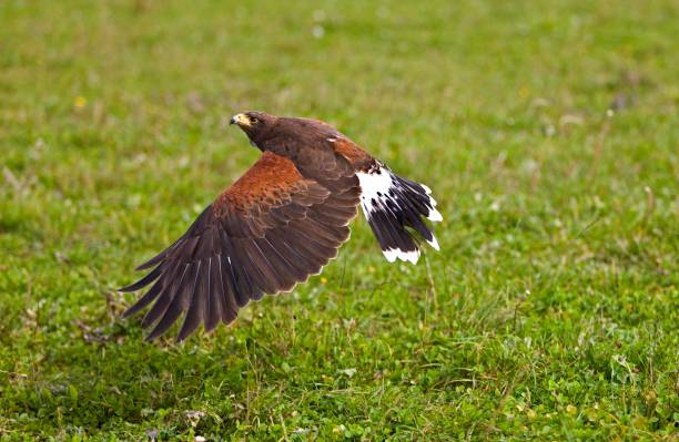 istock Harris Hawk, parabuteo unicinctus, Adult in Flight 1254204717