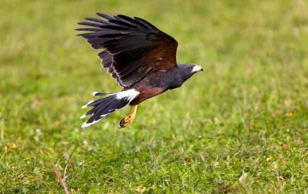 istock Harris Hawk, parabuteo unicinctus, Adult in Flight 1254204728
