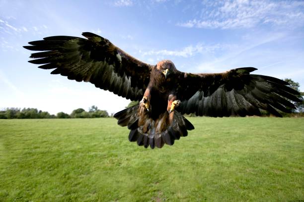 golden eagle, aquila chrysaetos, adulto en vuelo - aguila real fotografías e imágenes de stock