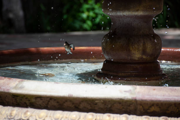 istock Sparrow bird splashes in the water 1254205434