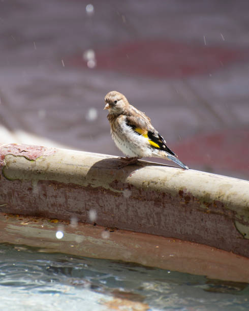 istock Sparrow bird near 1254205450