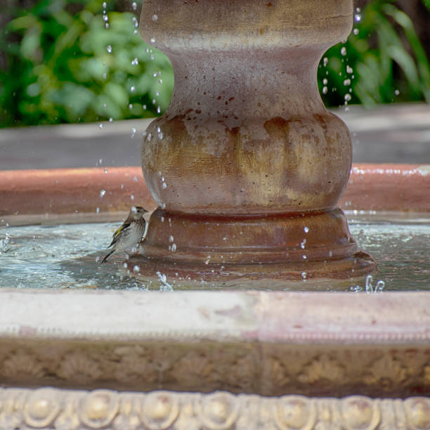 istock Sparrow near the fountain 1254205517