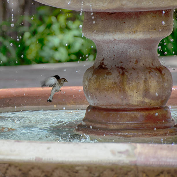 istock Sparrow bird splashes in the water 1254205518