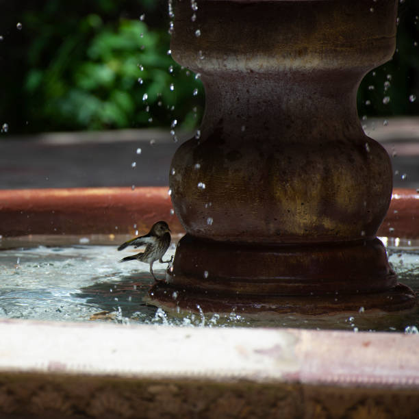 istock Sparrow near the fountain 1254205533
