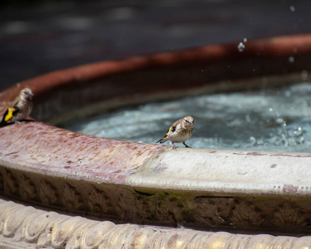 istock Sparrow bird splashes in the water 1254205540