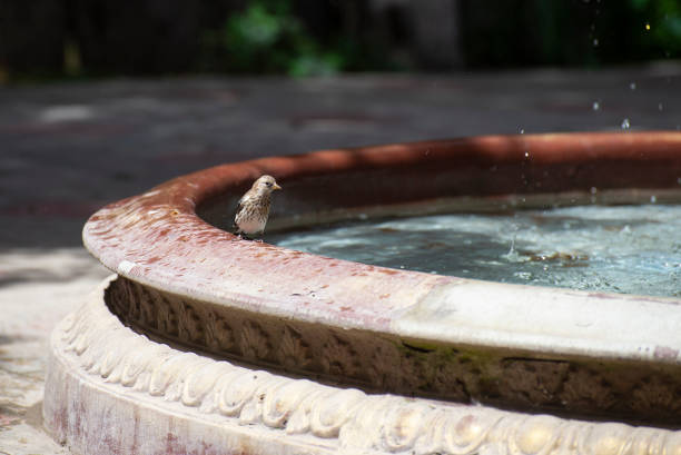 istock Sparrow near the fountain 1254205550