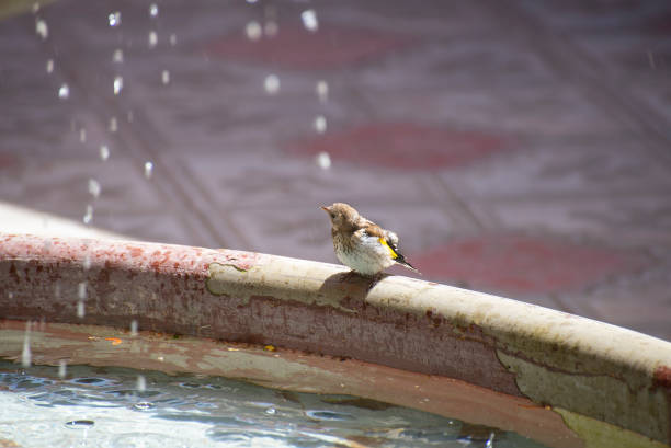 istock Sparrow bird near 1254205554