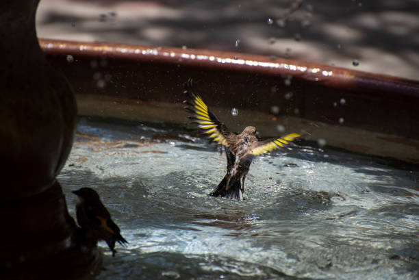 istock Sparrow bird splashes in the water 1254205571