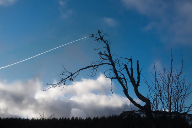 Plane trace in the sky and tree in vinter