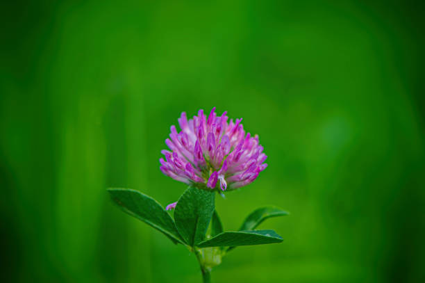 istock Blooming pink clover flower on a blurred green meadow background. 1254205678